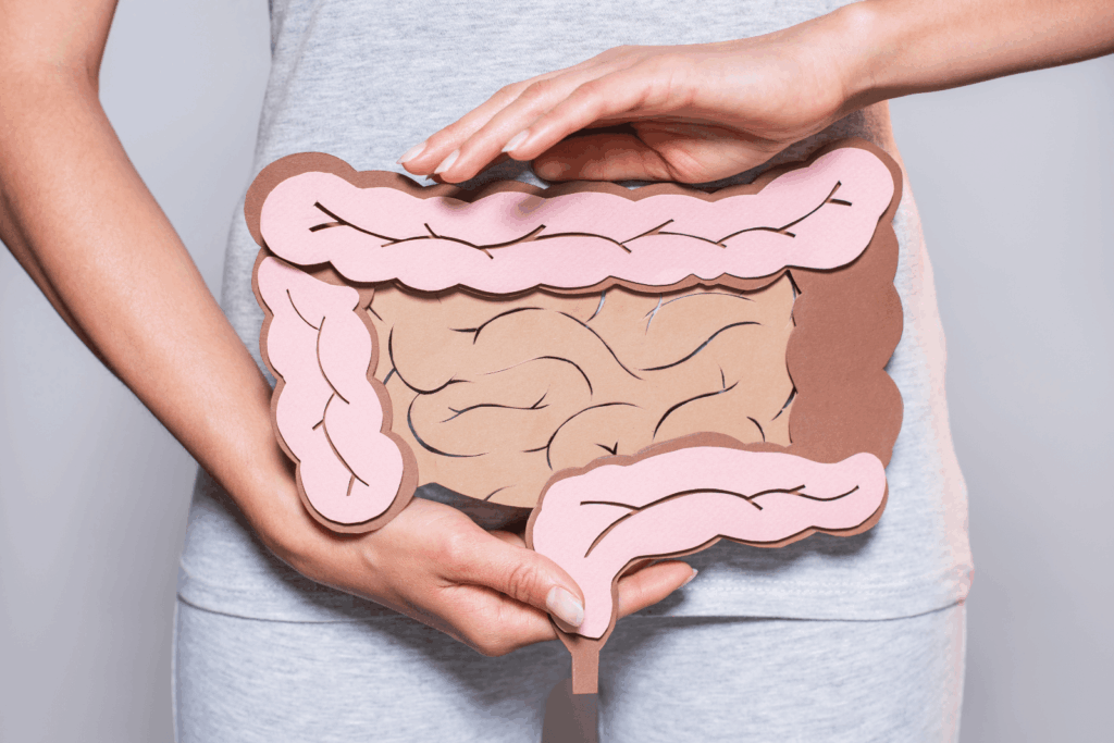 Person hält ein Modell des Darms in den Händen – anschauliche Darstellung des Zusammenhangs zwischen Rheuma und Darmgesundheit.